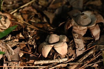 ツチグリ　森の落ち葉と星型キノコ