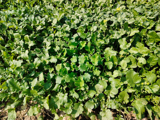 Close up shot of young green mustard field.