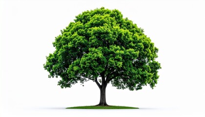Fototapeta premium Lush Green Tree Isolated on White Background Symbolizing Growth and Natural Beauty in a Minimalist Composition.