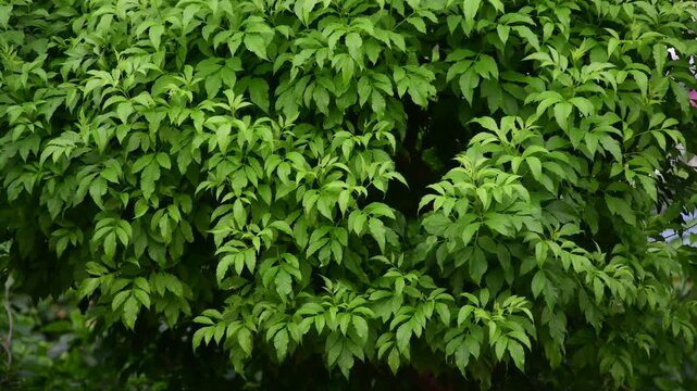 Living wall, green wall, vertical garden, plant wall, moss wall.