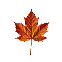 Obraz premium Bright Orange Maple Leaf Isolated on White Background for Design