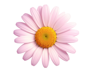 Untitled design - Firefly_3D render daisy flower white petals yellow center (3)