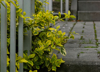 A Japanese spindle tree with variegated leaves, sticking out over the fence.