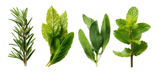 A collection of fresh green herbs isolated on a black background, showcasing their diverse textures and shapes