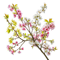 A delicate branch of cherry blossoms with pink and white flowers,  on transparent background