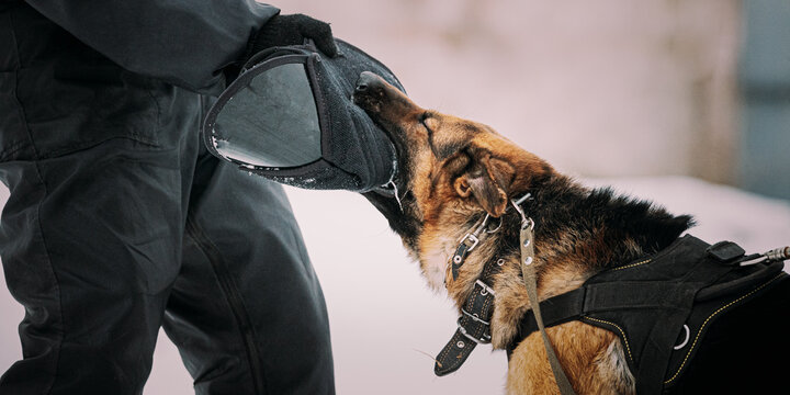 Training Of German Shepherd Dog. Alsatian Wolf Dog. Attack And Defence. Winter Snowy Day.