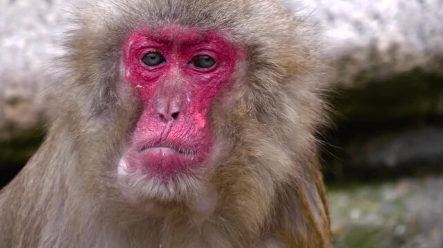 Close up face and head of a macaque monkey chewing and looking around