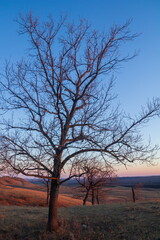 Landscape of bare trees at sunset, early spring