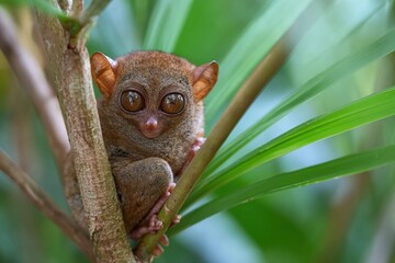 Obraz premium Small, furry, nocturnal primate with huge eyes clinging to a branch in lush green foliage