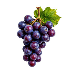 Fototapeta premium Fresh Organic Grapes on Vine with Green Leaves Isolated Background