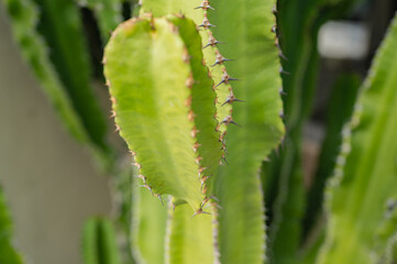 Green decorative cactus close up