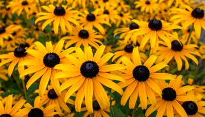 Close-up view of vibrant yellow coneflowers with dark centers, captured in natural light