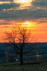 Landscape of bare trees at sunset, early spring
