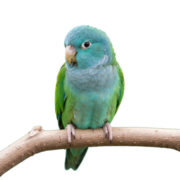 parrotlet isolated on transparent background