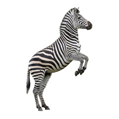 Fototapeta premium zebra isolated on transparent background