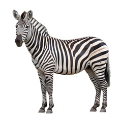 Fototapeta premium zebra isolated on transparent background