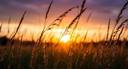 Golden sunlight filtering through tall wild grass at sunset. Backlit composition with soft bokeh and warm tones, symbolizing calm and natural beauty.