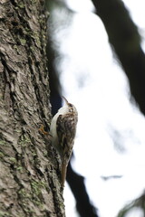木を走るキバシリ
