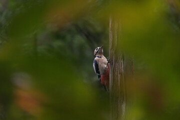 エサを探すアカゲラ