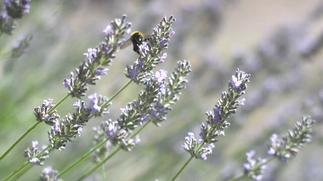 Lavender flowers and bumble bees