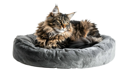 Long-haired cat lounges in a soft, grey, fluffy bed, looking off to the side