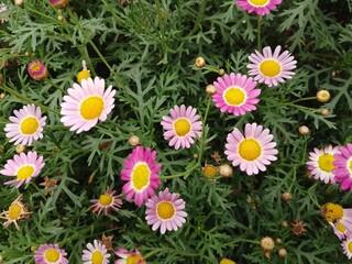Obraz premium The image shows a Marguerite Daisy, also known by its scientific name, Argyranthemum frutescens
