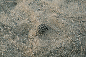 A pine cone is sitting on the ground in a sandy area