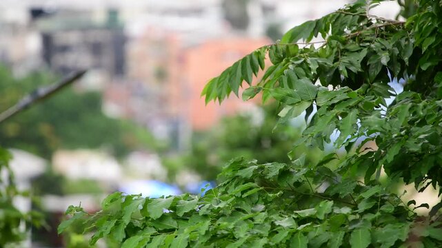 Living wall, green wall, vertical garden, plant wall, moss wall.
