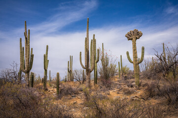 hiking in the desert between sagueros in arizona, usa