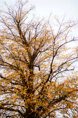 Tree with bright yellow leaves stands against a soft gray sky, capturing autumn's beauty and tranquility.