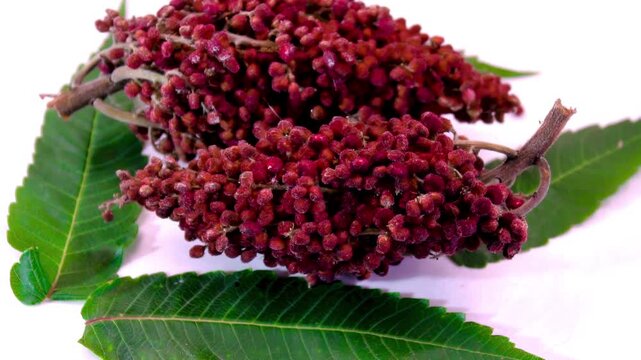 Fresh leaves and fruits of Tanner's sumac (Rhus coriaria): Detailed close-up showing folded leaves and drupes.