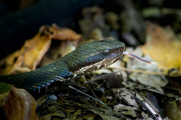 Cottonmouth tongue flick