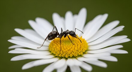Tiny ant diligently exploring vibrant yellow center of delicate white daisy flower in lush green garden setting