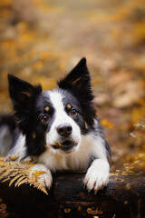 Portrait of a young purebred Border Collie dog in an autumn scenery
