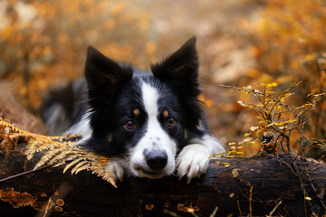 Portrait of a young purebred Border Collie dog in an autumn scenery