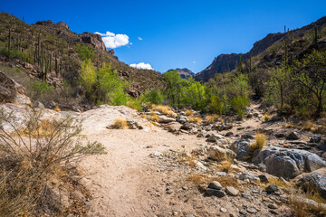 hiking in the desert between sagueros in arizona, usa