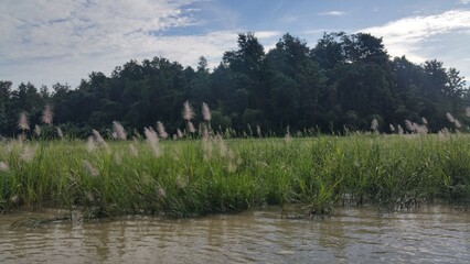 Lush Green Field of Tall Grasses Against Forest Backdrop Near River