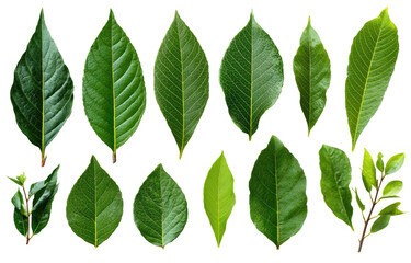 Fototapeta premium Twelve green leaves of diverse shapes and sizes against a solid black background