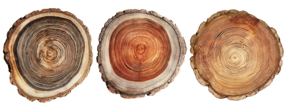 Three cross sections of tree trunks, each displaying growth rings and varying shades of brown