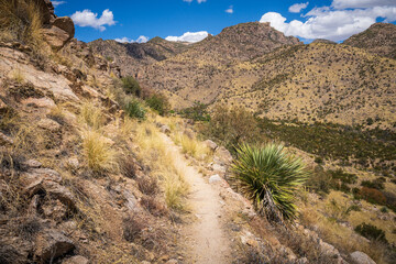 hiking in the desert between sagueros in arizona, usa