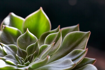 Macro of green succulent plant, cactus