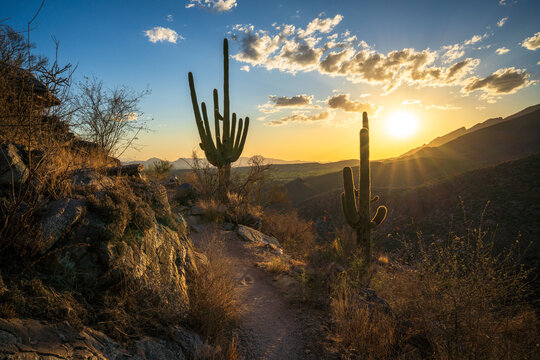 sunset in the desert between sagueros in arizona, usa