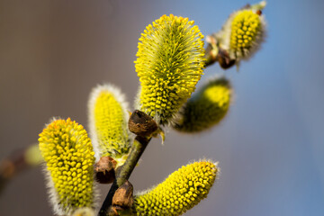 Fototapeta premium Close-up of vibrant yellow fluffy willow catkins on a branch, signaling spring's arrival. Soft bokeh background provides a gentle contrast