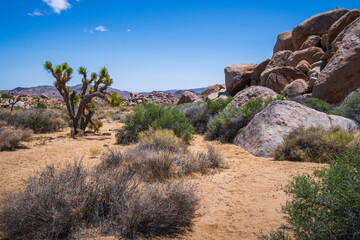 hiking in joshua tree national park in california, usa