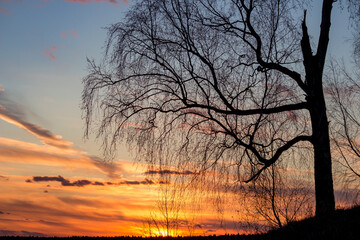 Fototapeta premium Bare birch tree silhouette against a fiery sunset sky. Leafless branches reach out, casting a striking form in the tranquil twilight, a serene natural vista