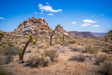 hiking in joshua tree national park in california, usa