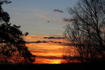 Dramatic sunset sky with vibrant orange hues. Silhouettes of pine and bare birch trees frame the striking, fiery horizon, creating a moody, beautiful scene