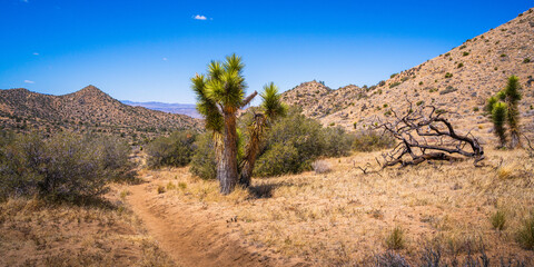hiking in joshua tree national park in california, usa