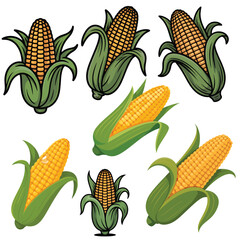 Collection of fresh corn on the cob artwork for harvest and food-related projects