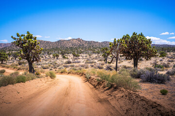 hiking in joshua tree national park in california, usa